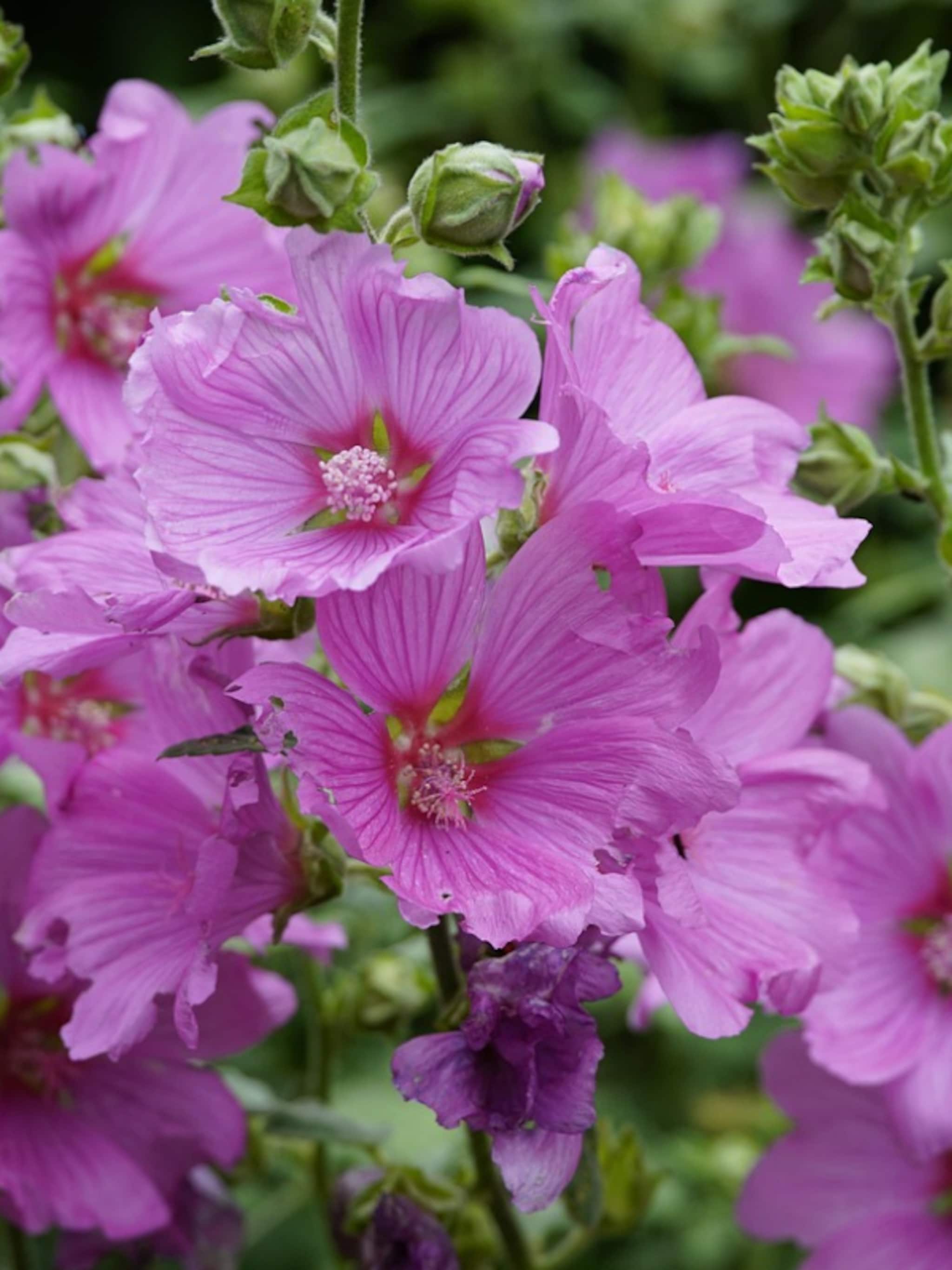 lavatera