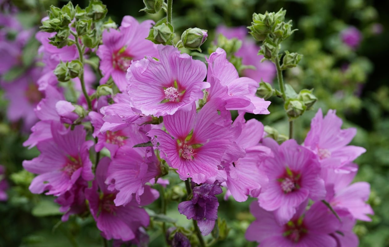 Lavatera ‘Rosea’ Pixabay