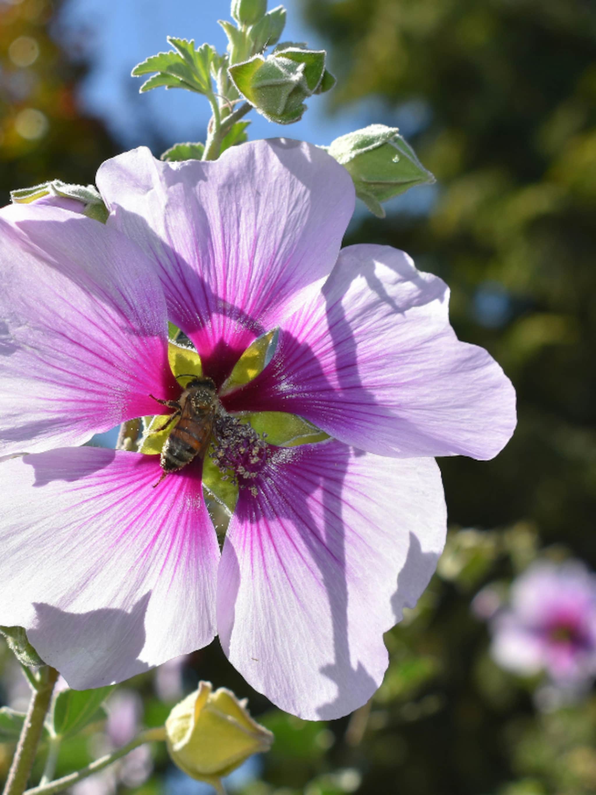 lavatera barnsley