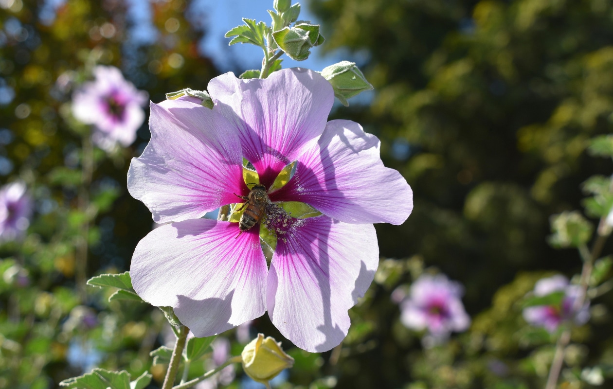 Lavatera ‘Barnsley’ Pexels