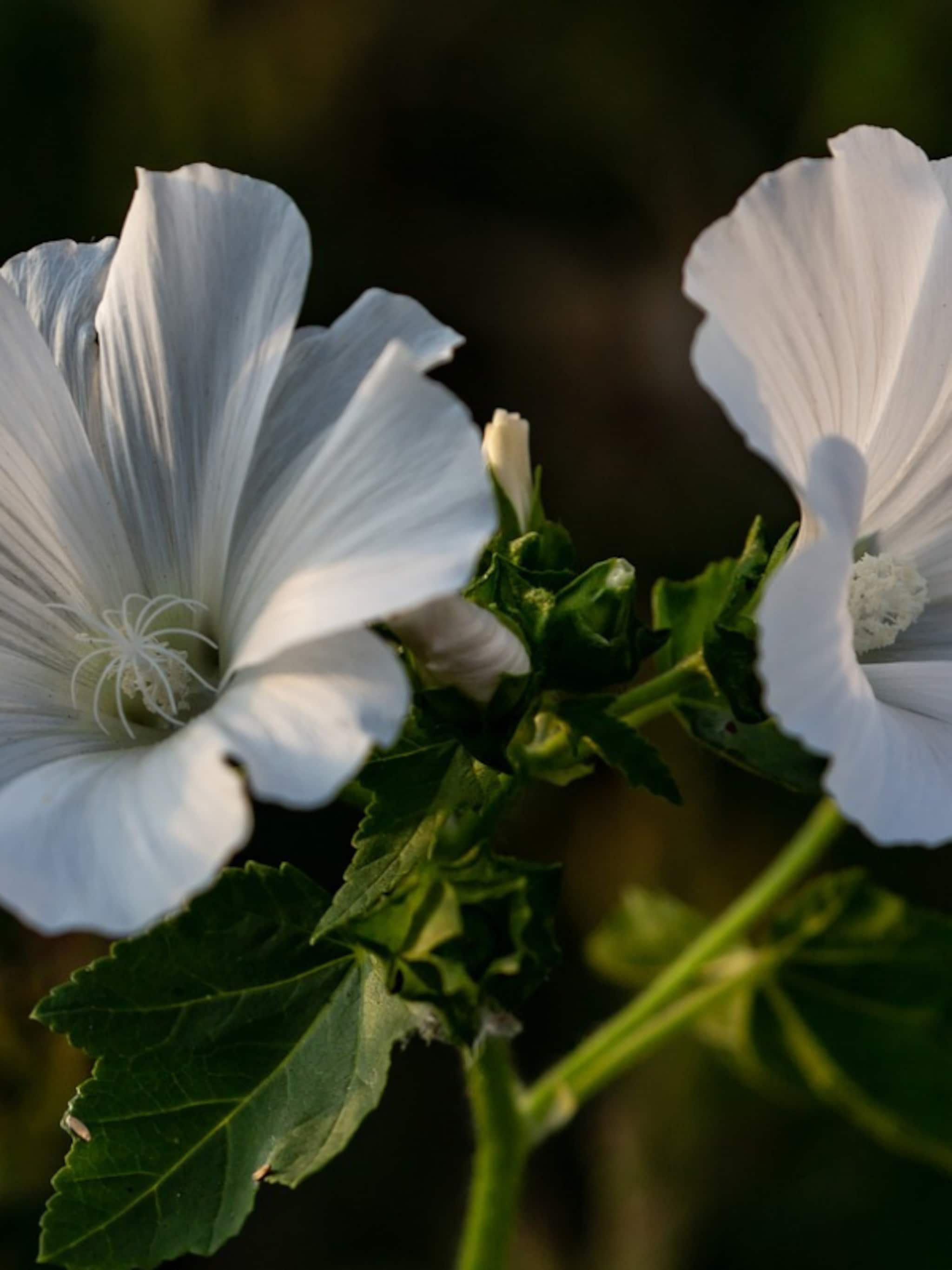 lavatera ice cool