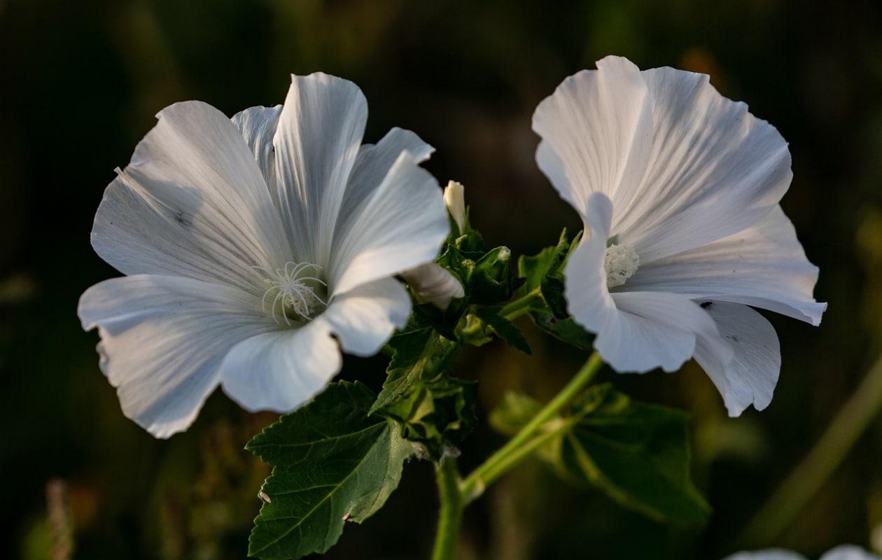 Lavatera Ice Cool Pixabay