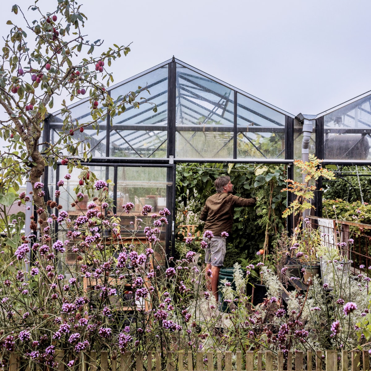 De (tweedehands) kas, waarvan de linker kap in de tuin van Mark en Vivian staat, en de rechter kap in die van de buren. Op de voorgrond een groot stuk beplanting met verbena. Voor de kas staat een pruimenboom. vtwonen tuinspecial 09 | styling Fietje Bruijn | fotografie Ernie Enkelaar