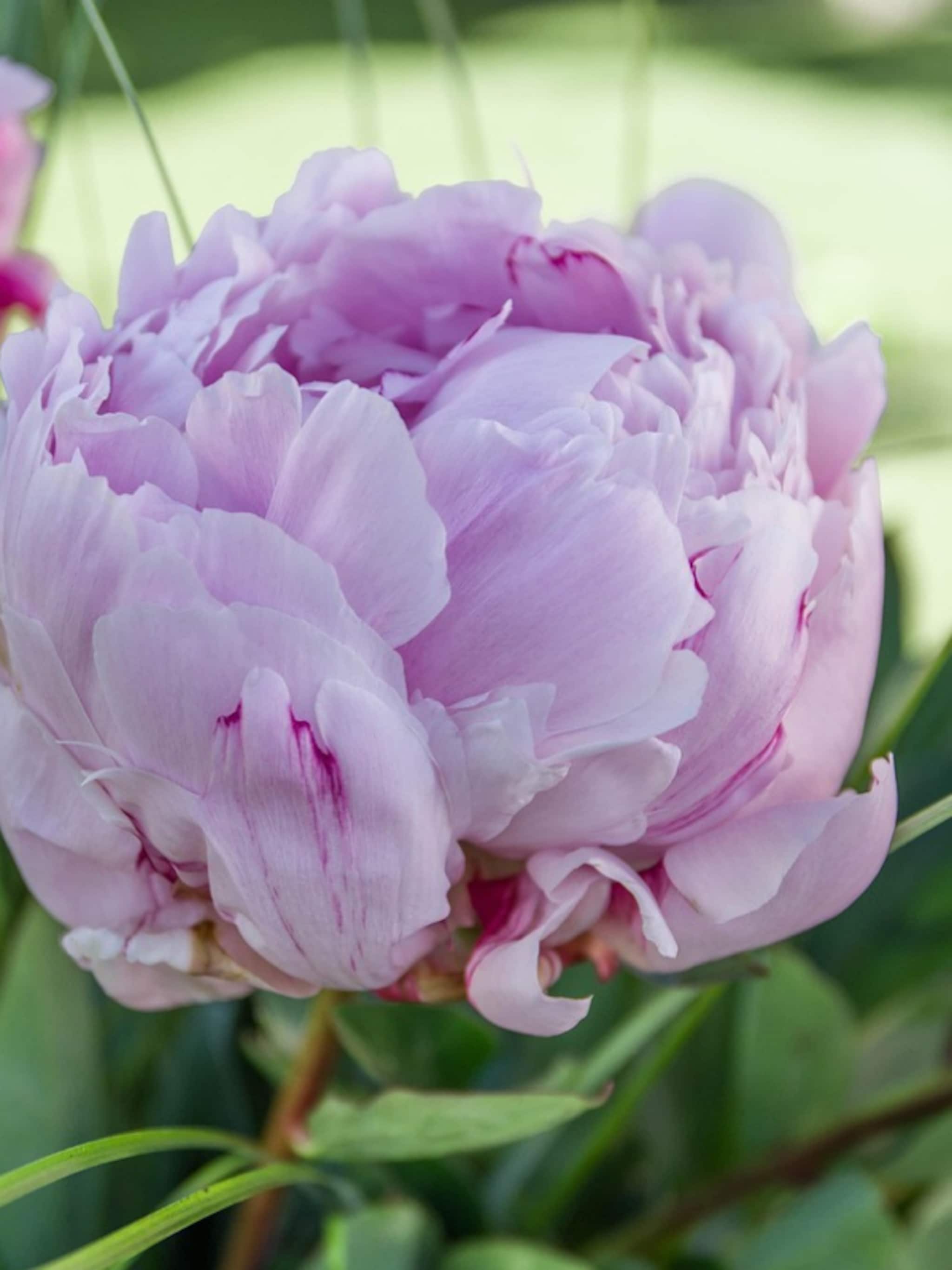 alles over pioenrozen planten verzorgen snoeien