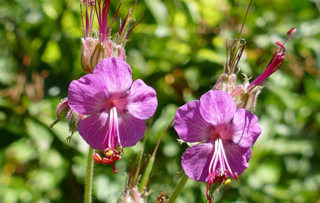 ooievaarsbeksoort Geranium macrorrhizum Pixabay