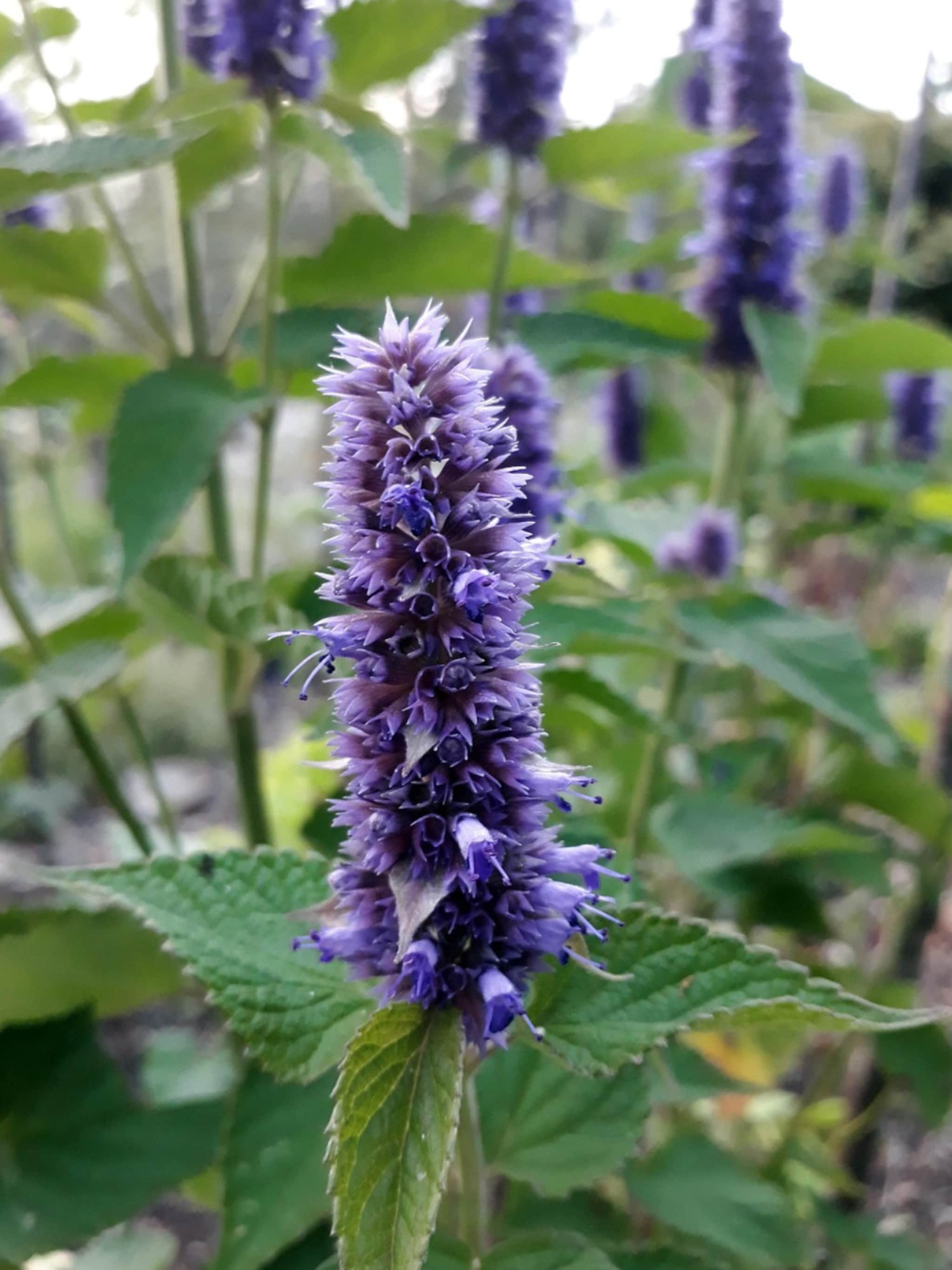 alles over de dropplant agastache foeniculum