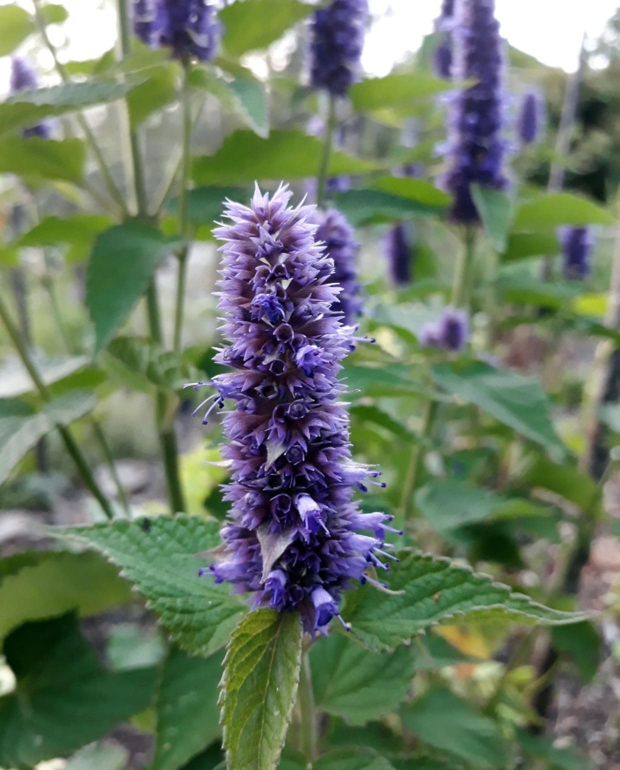 Agastache foeniculum dropplant Pixabay