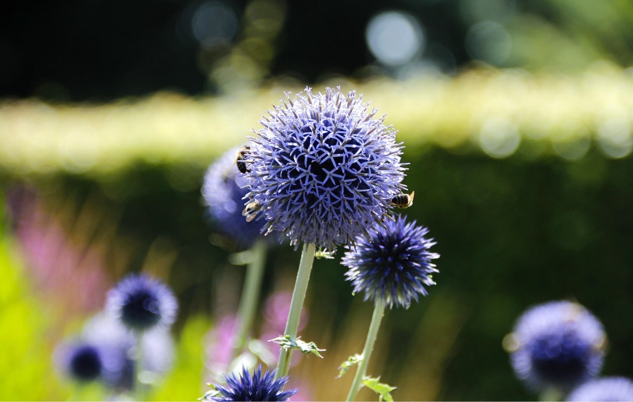 kogeldistel Echinops bannaticus Pixabay