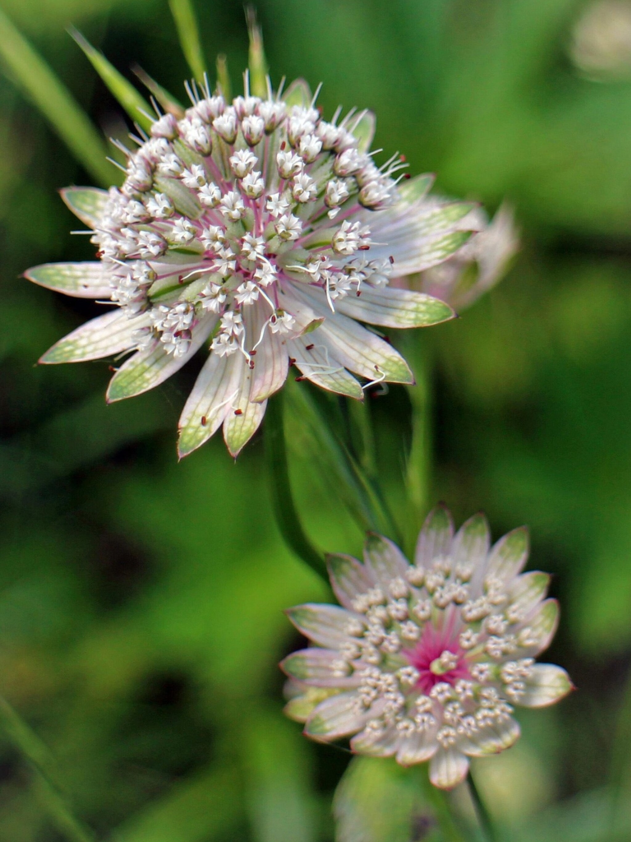 zeeuws knoopje astrantia major