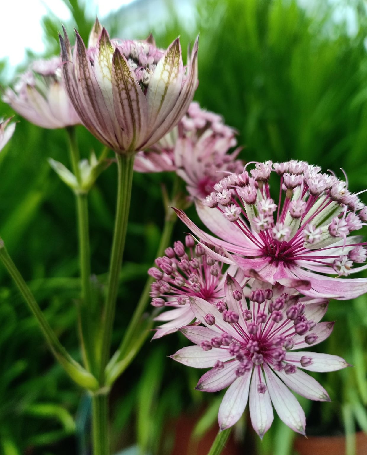 Zeeuws knoopje astrantia major. Pixabay