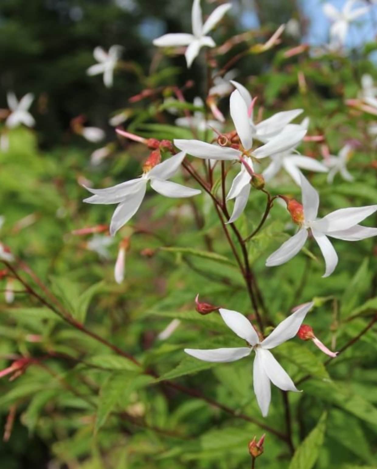 Gillenia trifoliata. iStock