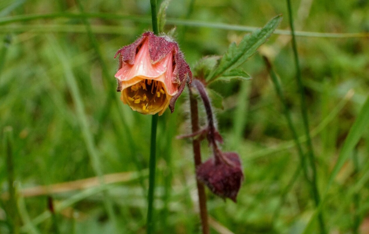 Knikkend nagelkruid, Geum rivale. Pixabay