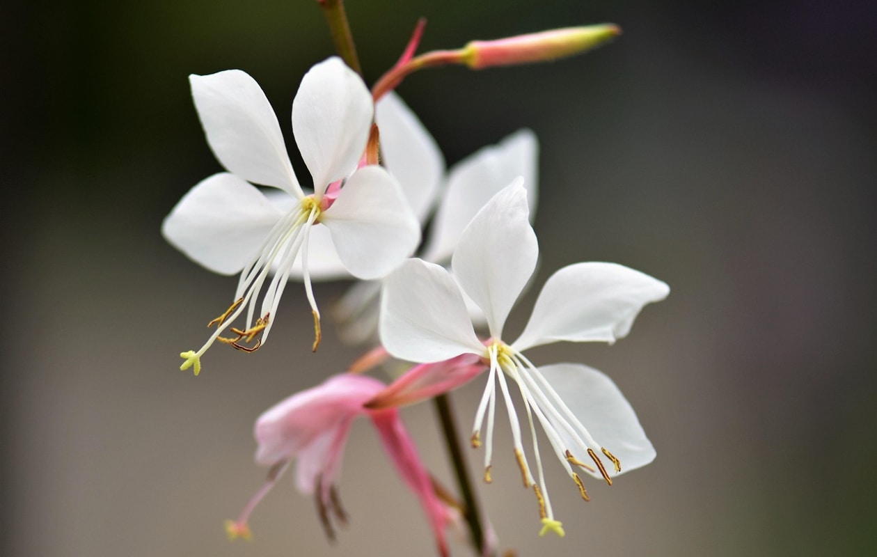 Gaura lindheimeri 'Whirling Butterflies'. Pixabay