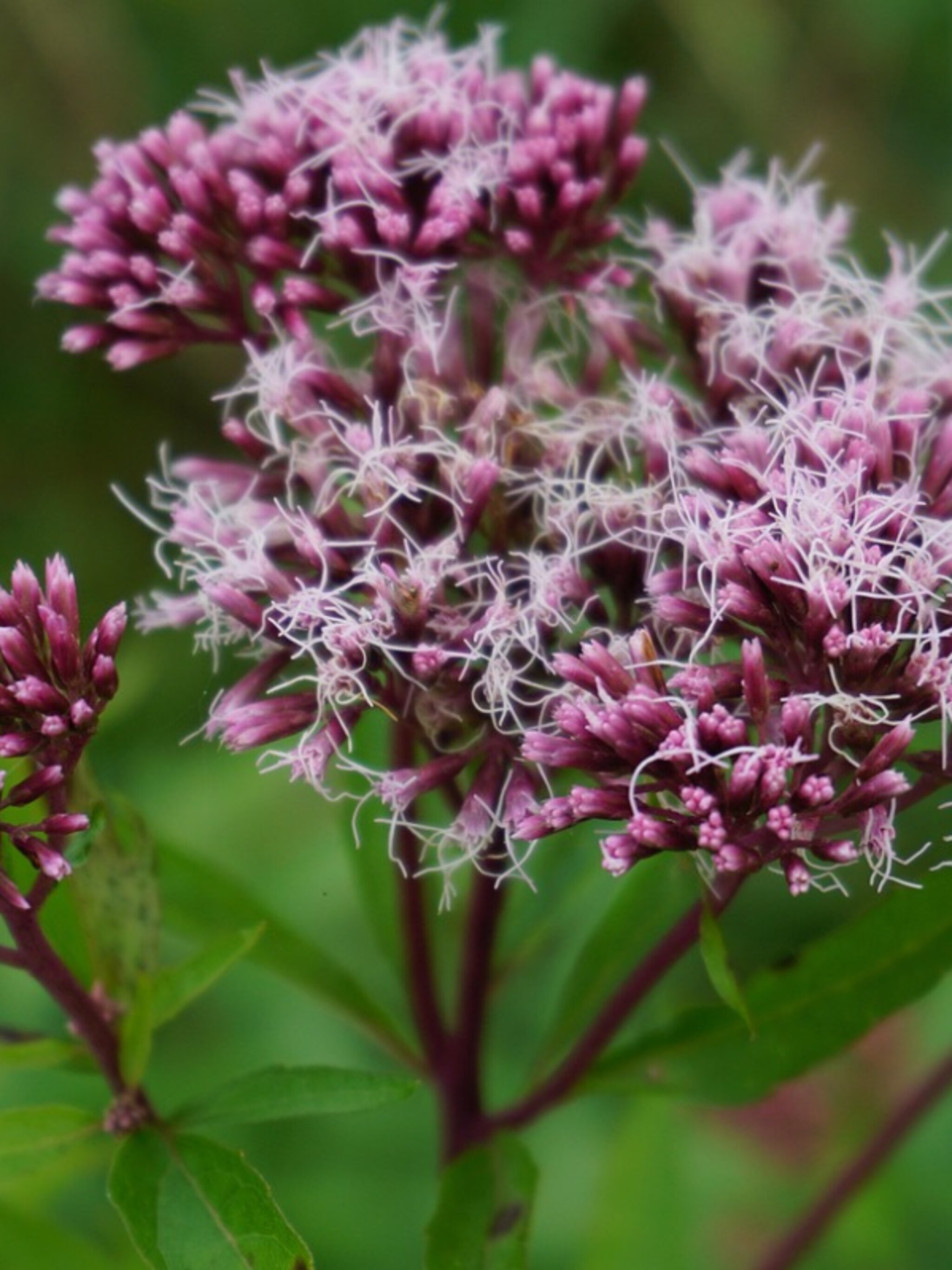 leverkruid eupatorium maculatum