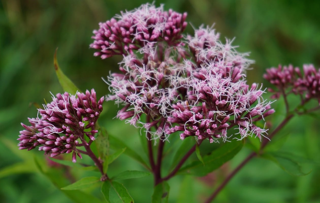 Leverkruid Eupatorium maculatum 'Atropurpureum'. Pixabay