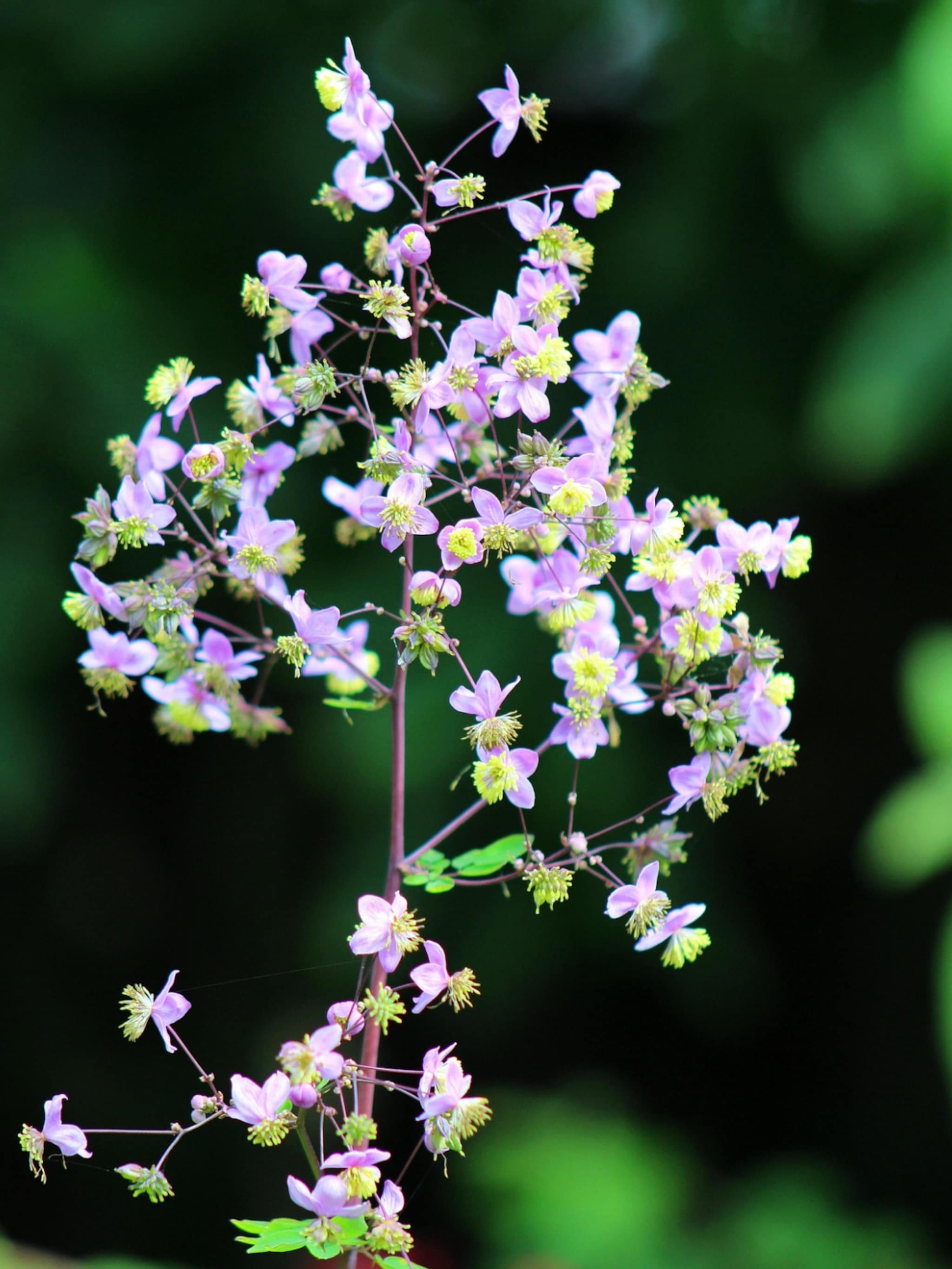 ruit thalictrum delavayi