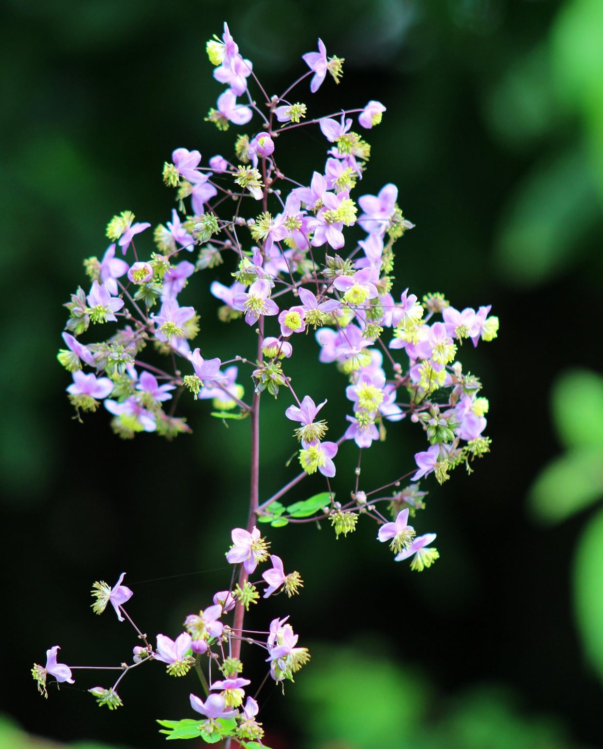 De ruit Thalictrum delavayi. Pixabay