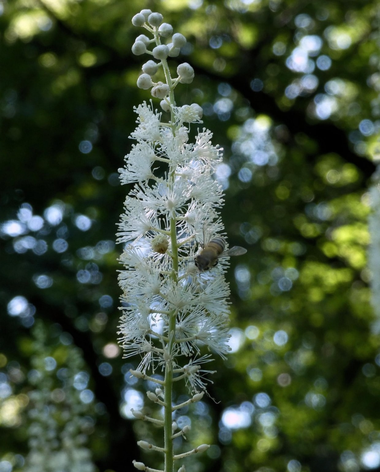 Zilverkaars Cimicifuga racemosa heeft een andere naam gekregen: Actaea simplex. Pixabay