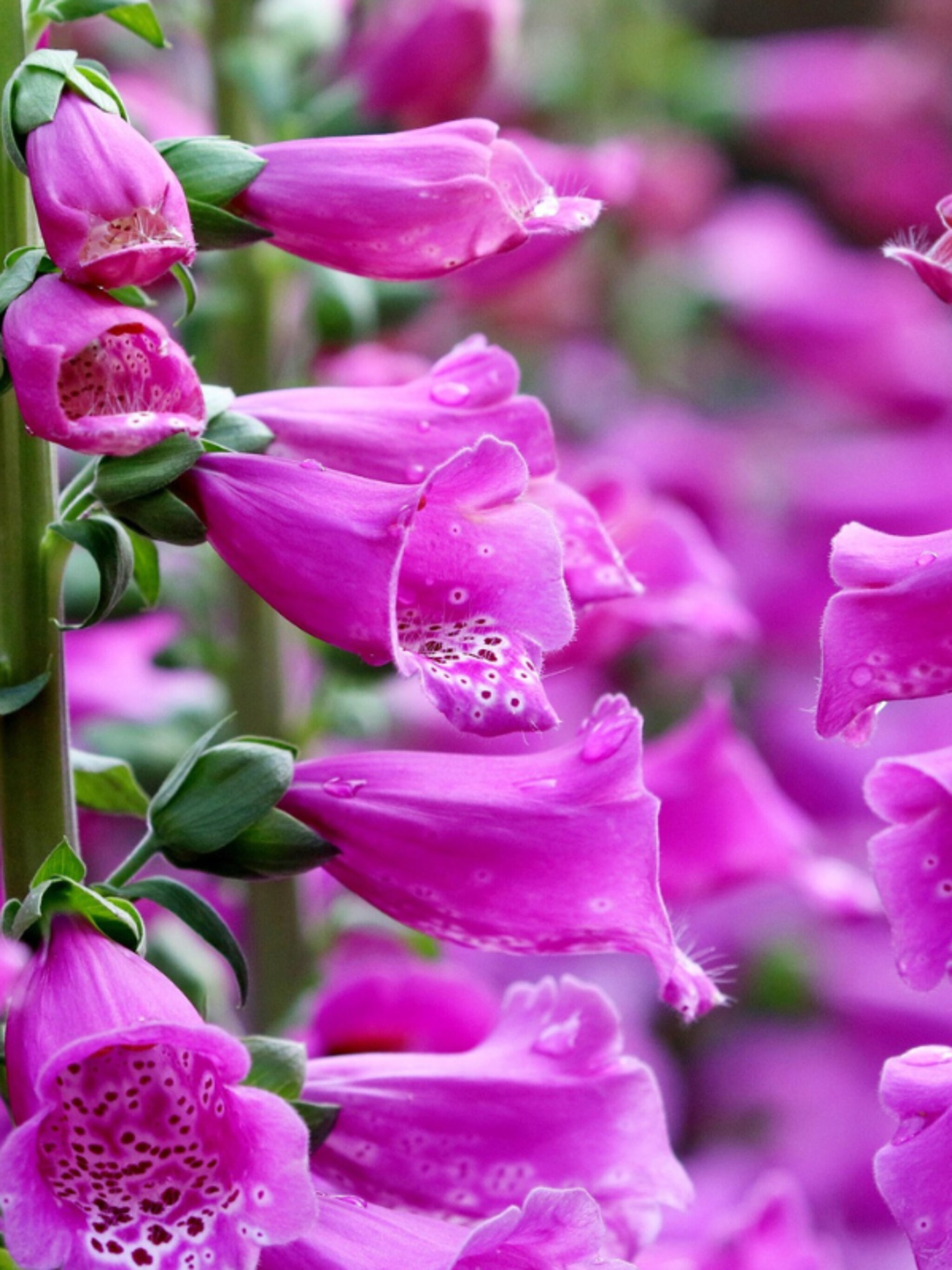 vingerhoedskruid digitalis purpurea