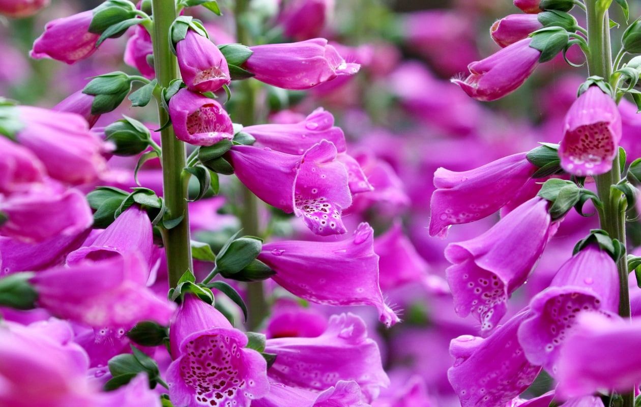 Vingerhoedskruid, Digitalis purpurea. Pixabay