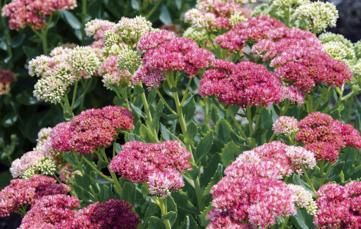 Sedum telephium ook wel Hemelsleutel genoemd. Pixabay