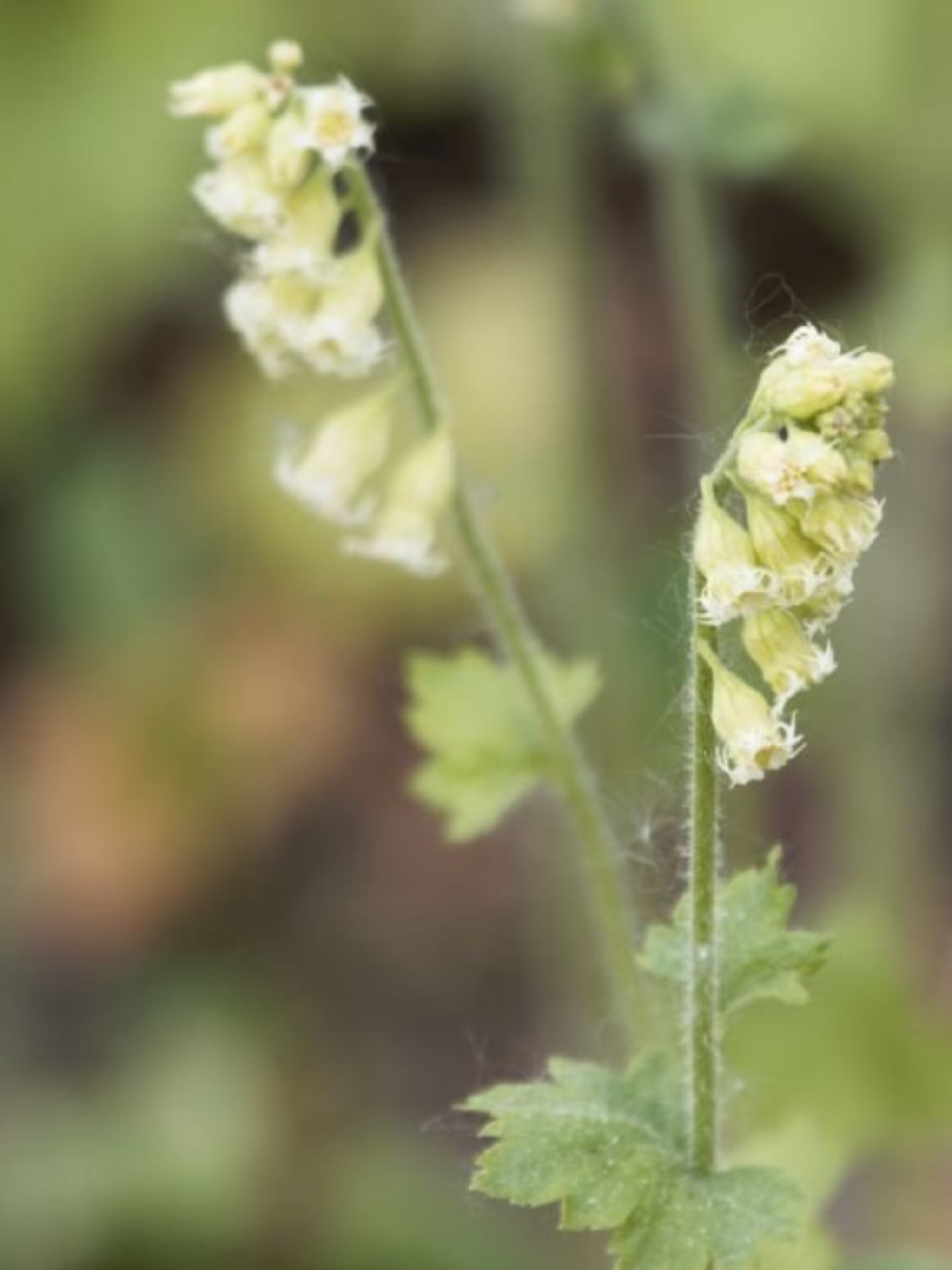 tellima grandiflora
