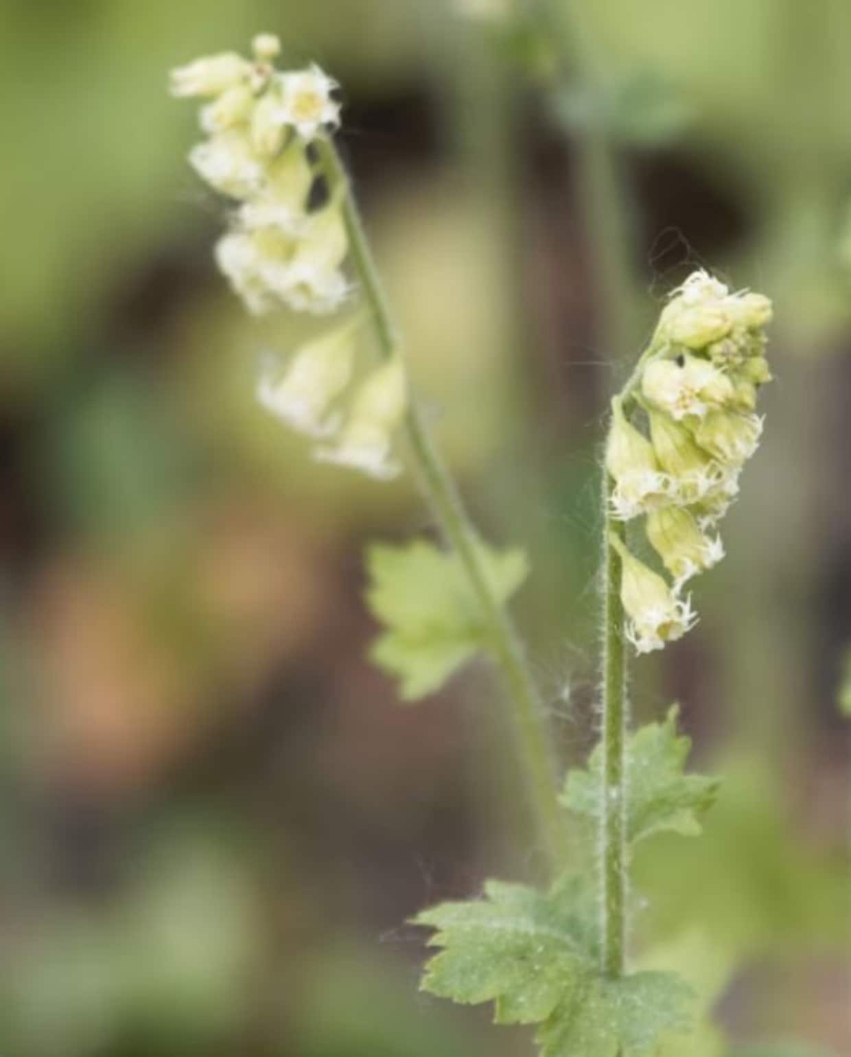 Tellima grandiflora. iStock