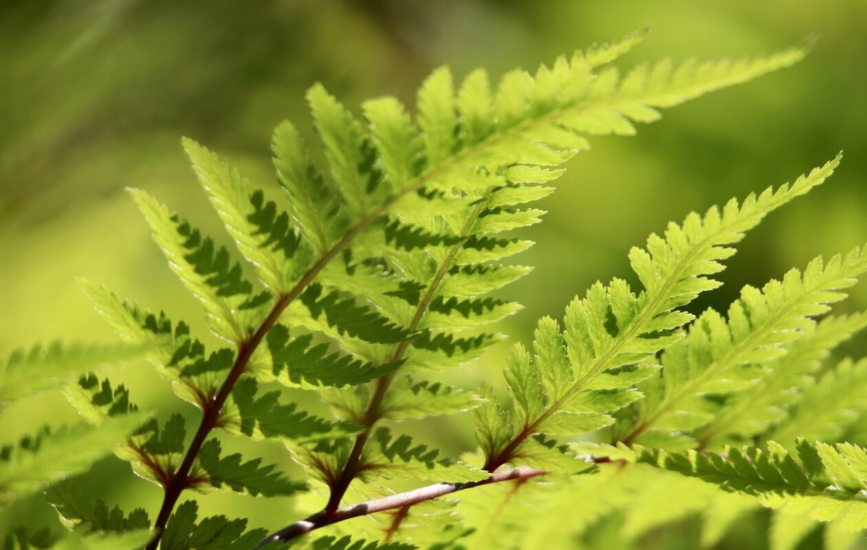 Dryopteris erythrosora, herfstvaren. Pixabay