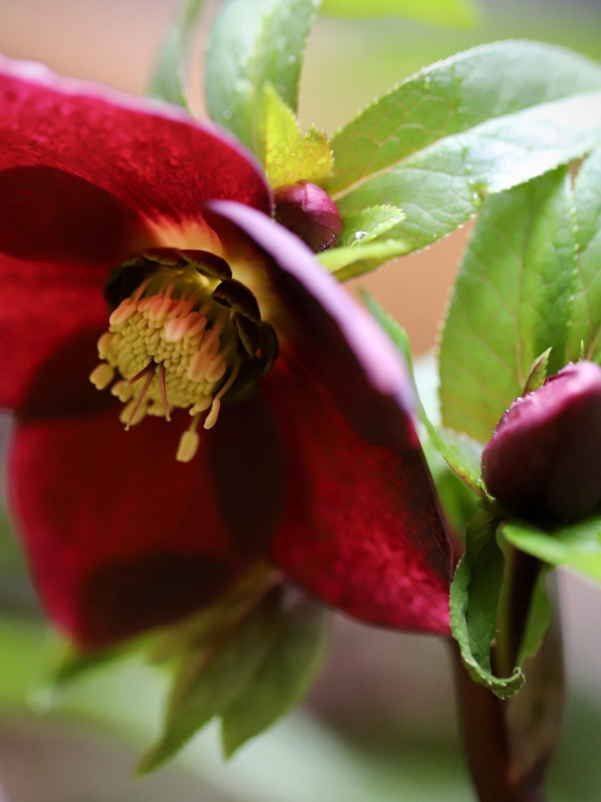 oosterse kerstroos helleborus
