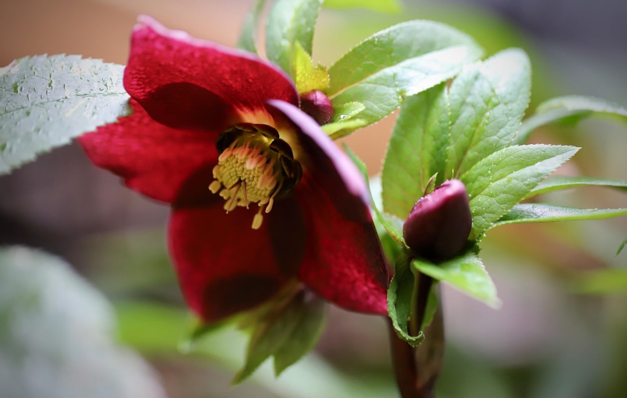 Oosterse kerstroos Helleborus. Pixabay