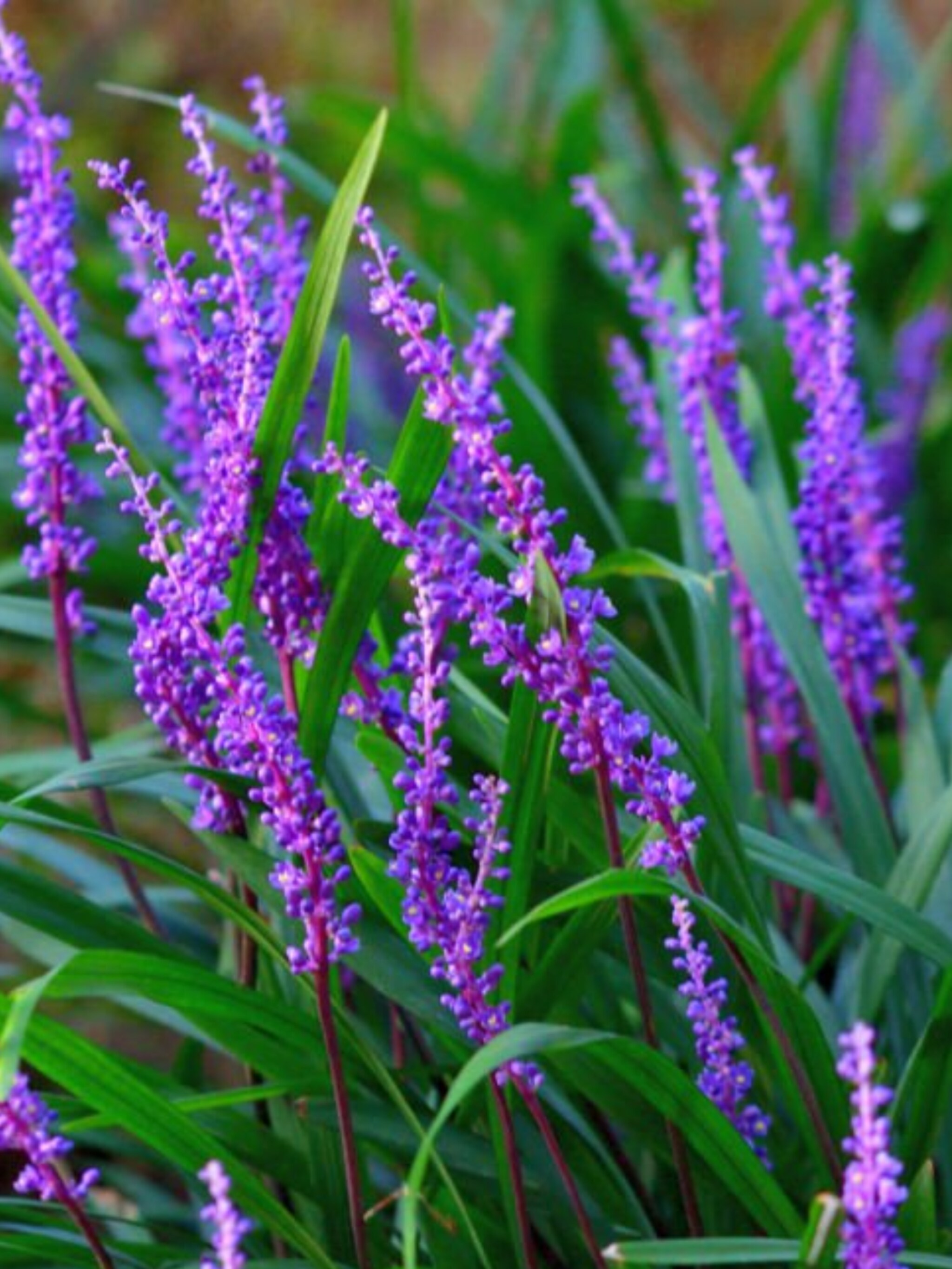 leliegras