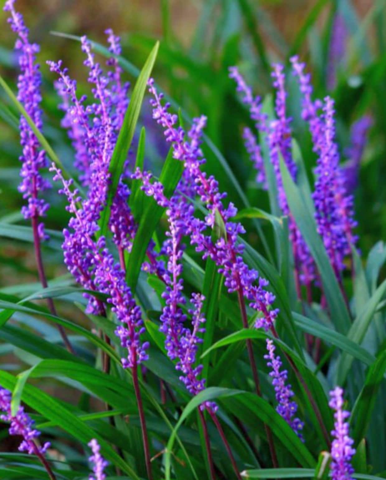 Leliegras Liriope muscari 'Ingwersen'. iStock