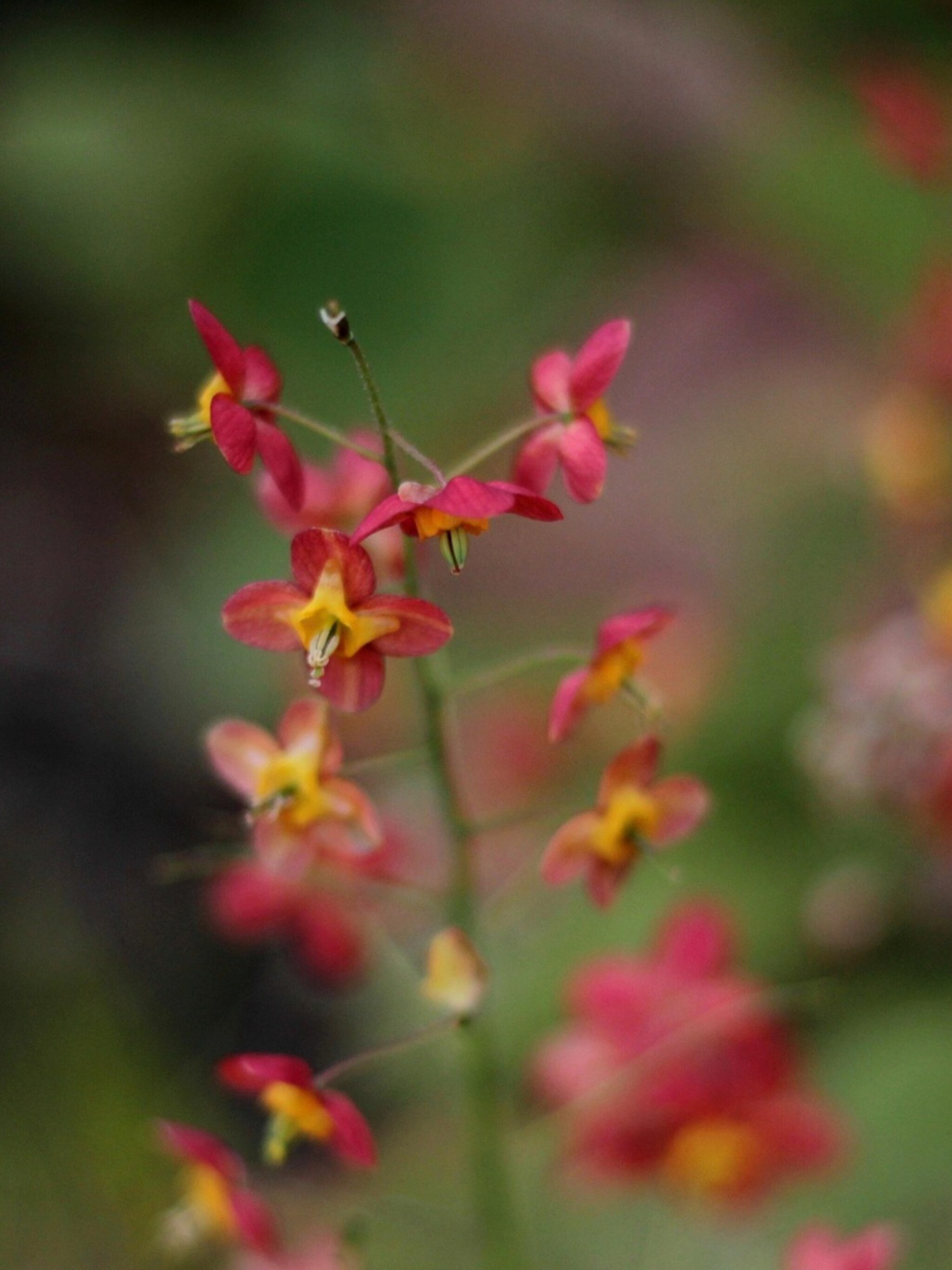 elfenbloem rubrum