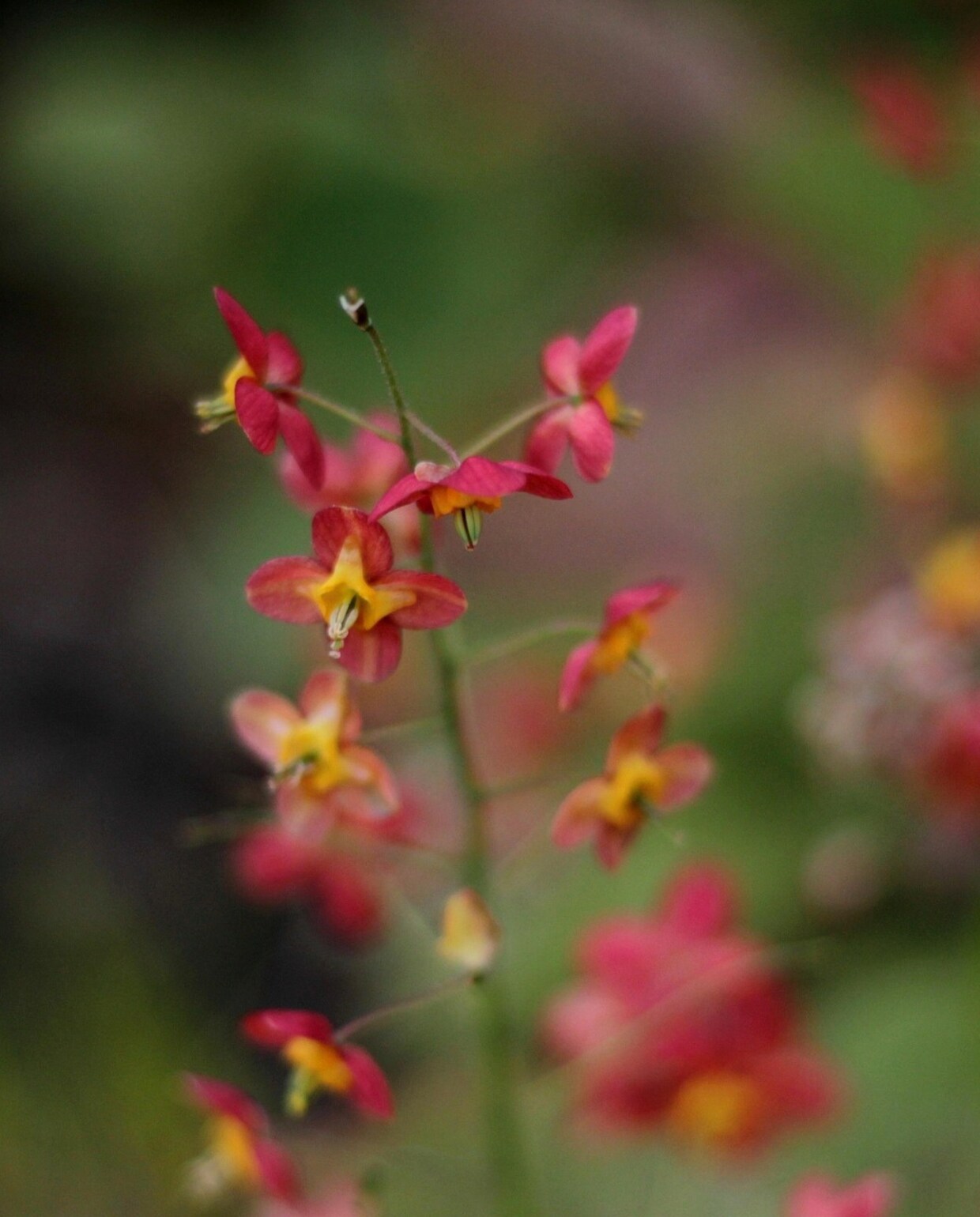 De elfenbloem Epimedium x rubrum. Pixabay