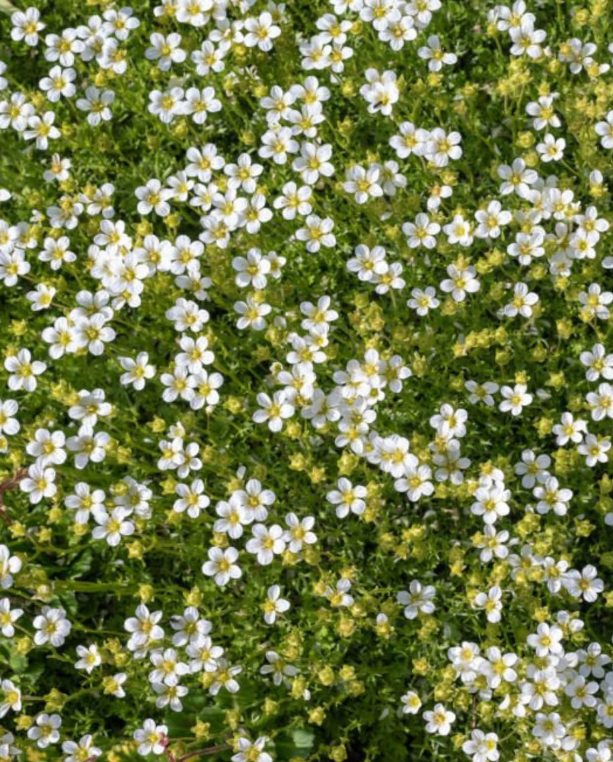 Vetmuur 'Sagina subulata'. iStock