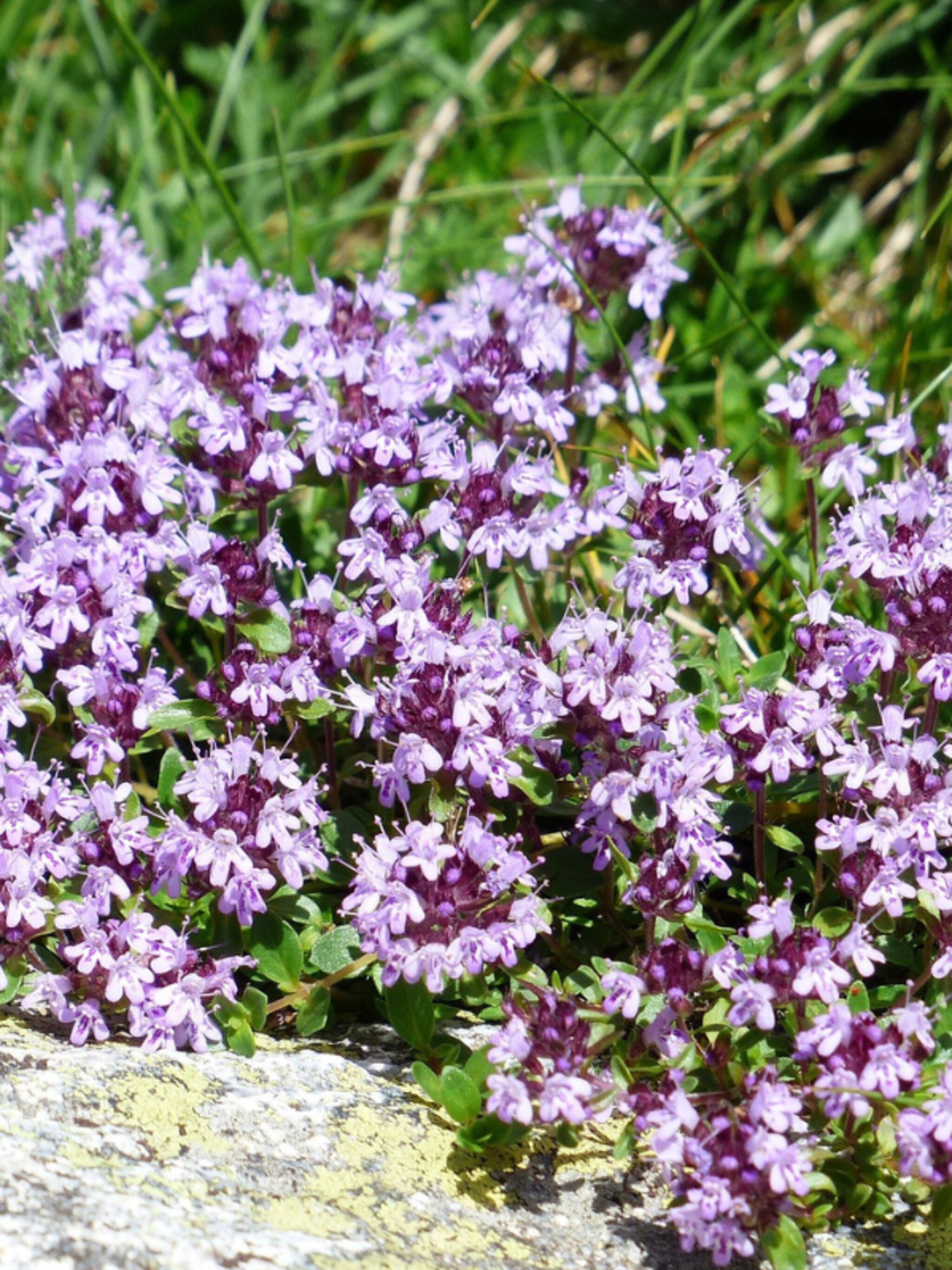 kruiptijm coccineus