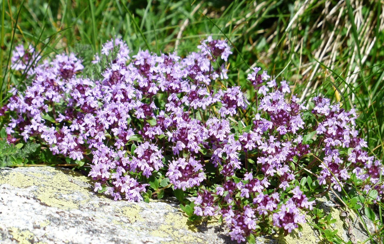 Kruiptijm Thymus praecox 'Coccineus'. Pixabay