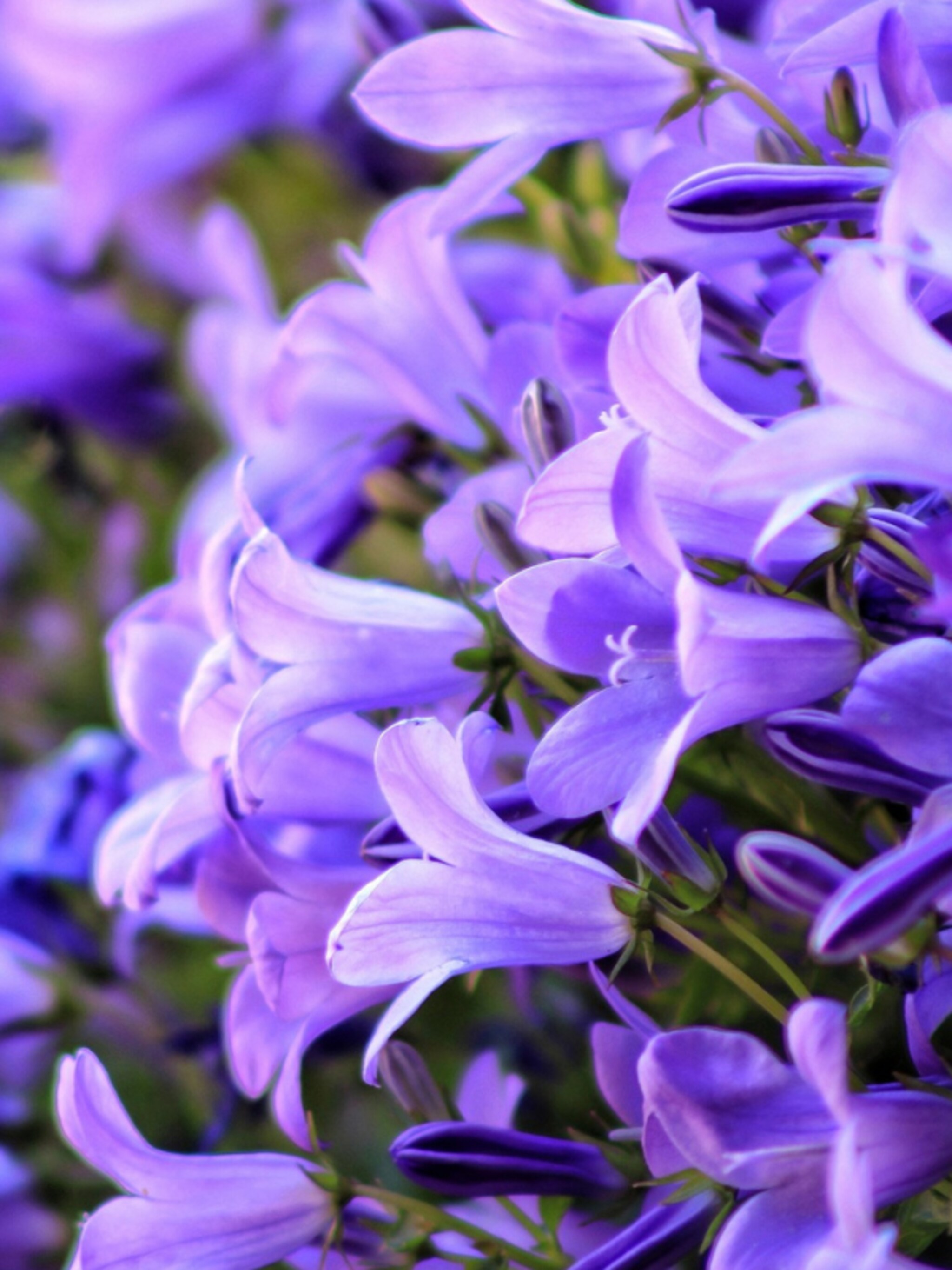 klokjesbloem campanula portenschlagiana
