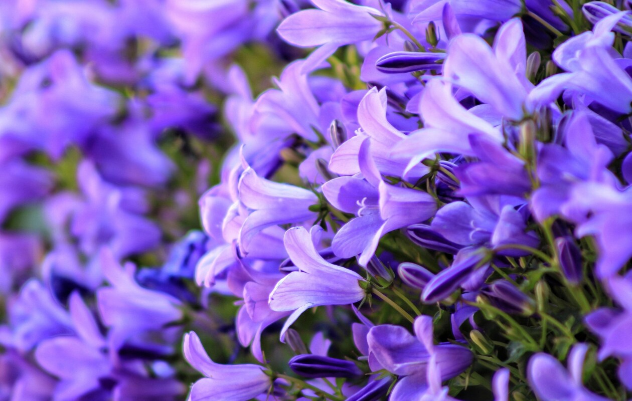 De klokjesbloem Campanula portenschlagiana. Pixabay