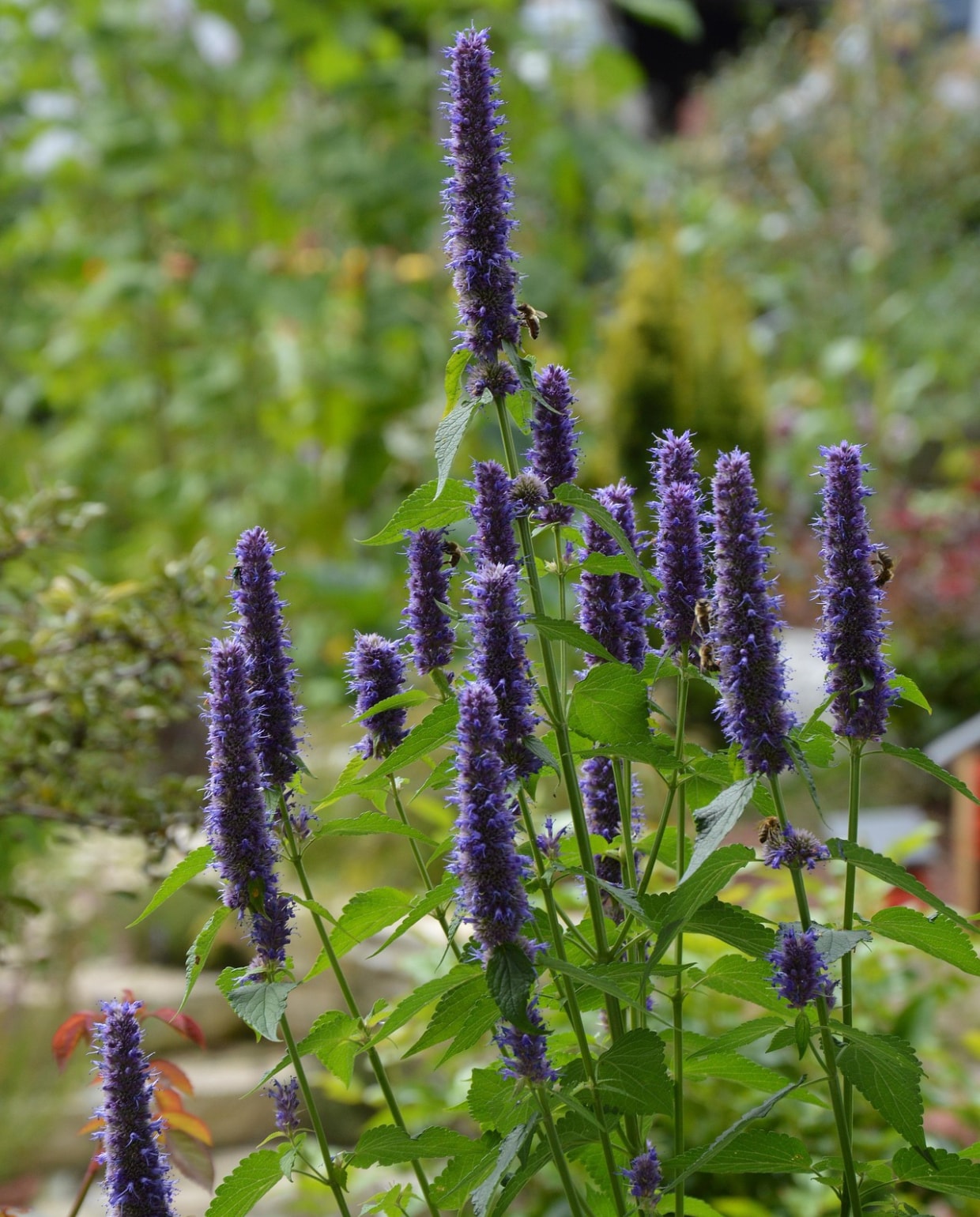 De dropplant Agastache 'Blue Fortune'. Pixabay