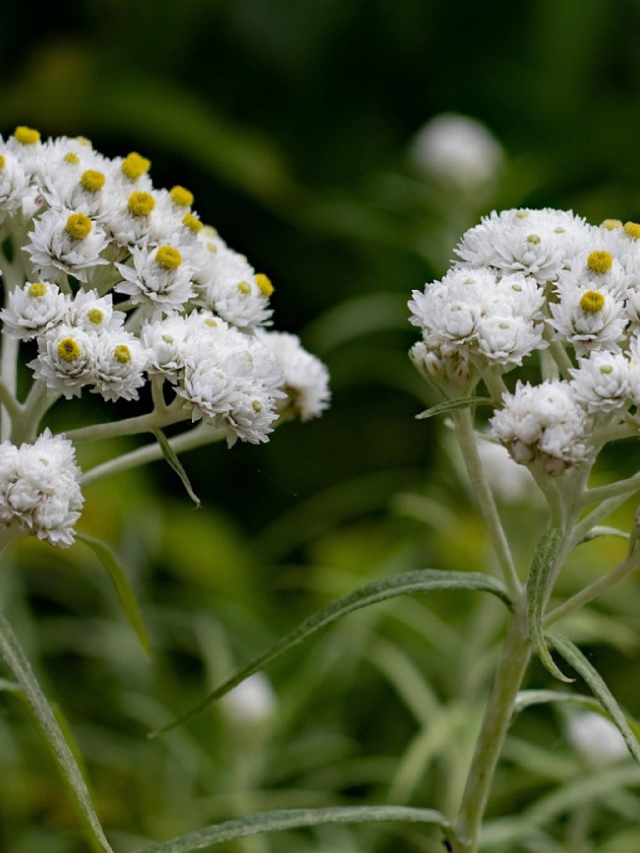siberische edelweiss sommerschnee