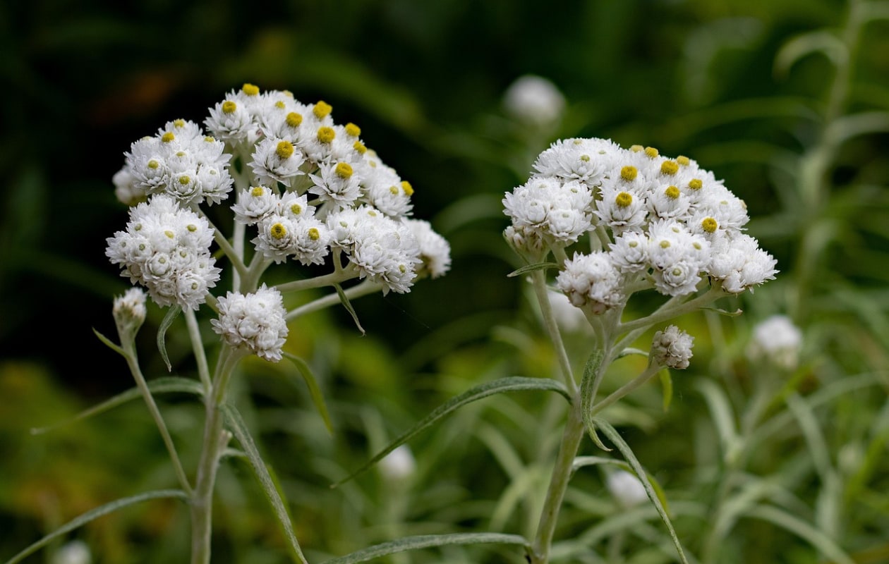 De Siberische edelweiss Anaphalis triplinervis 'Sommerschnee'. Pixabay