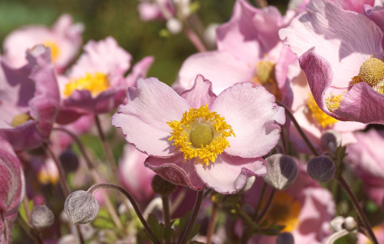 De herfstanemoon Anemone hupehensis 'Splendens'. Pixabay