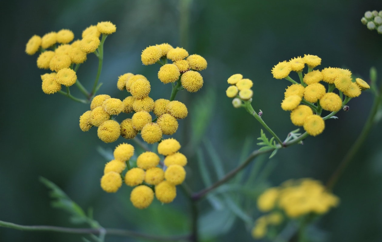 Kerrieplant, Helichrysum italicum. Pixabay