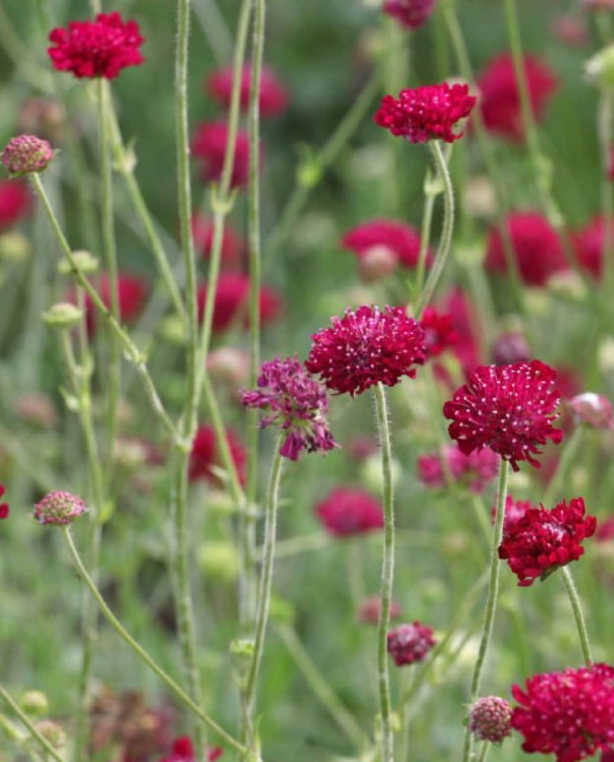 Beemdkroon, Knautia macedonica. Alex Manders, iStock