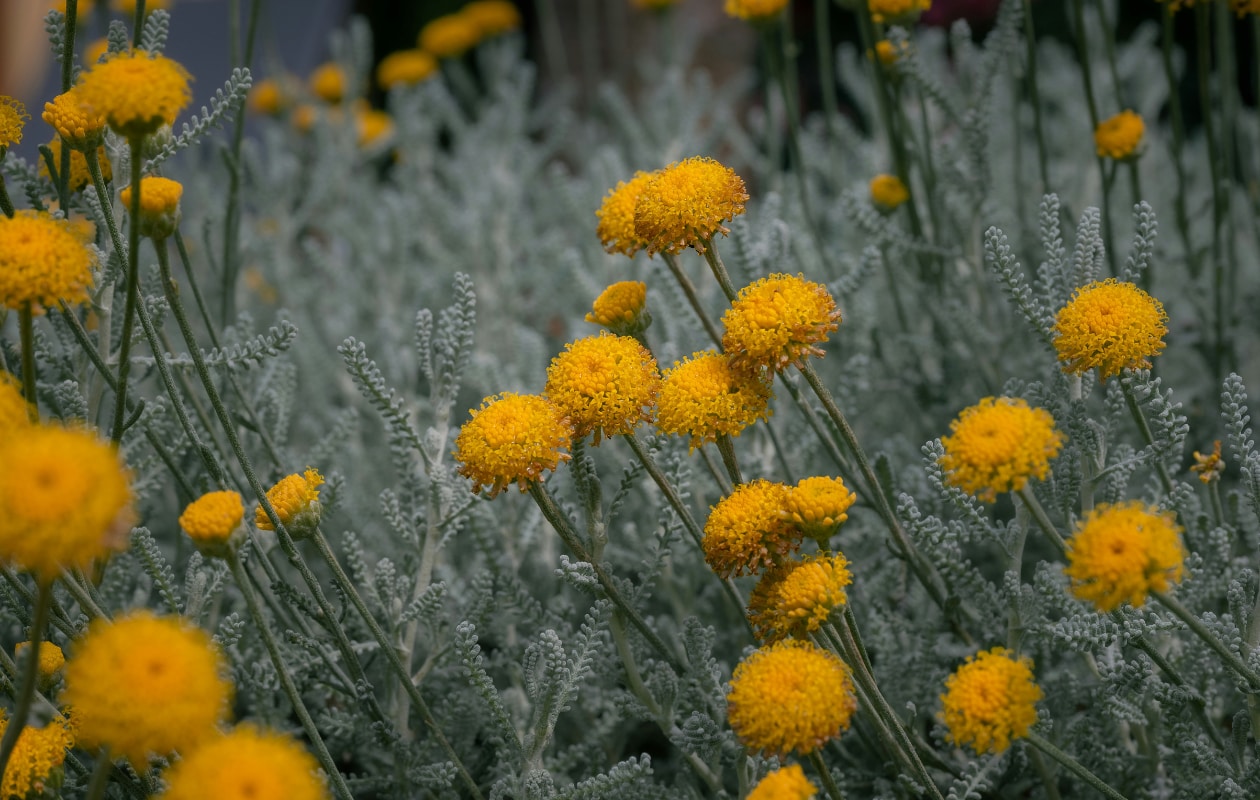 Heiligenbloem ook wel Santolina charmaecyparissus. Unsplash