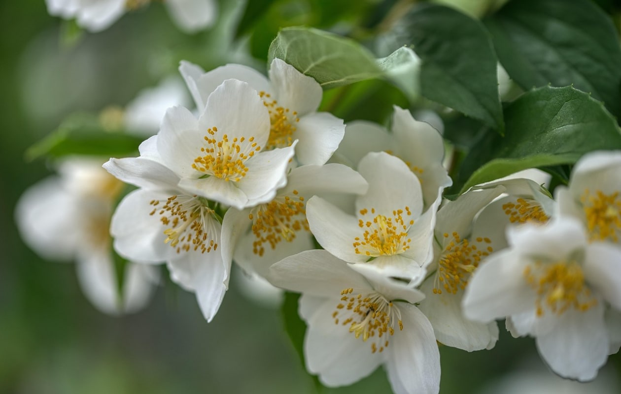 boerenjasmijn Philadelphus coronarius Pixabay