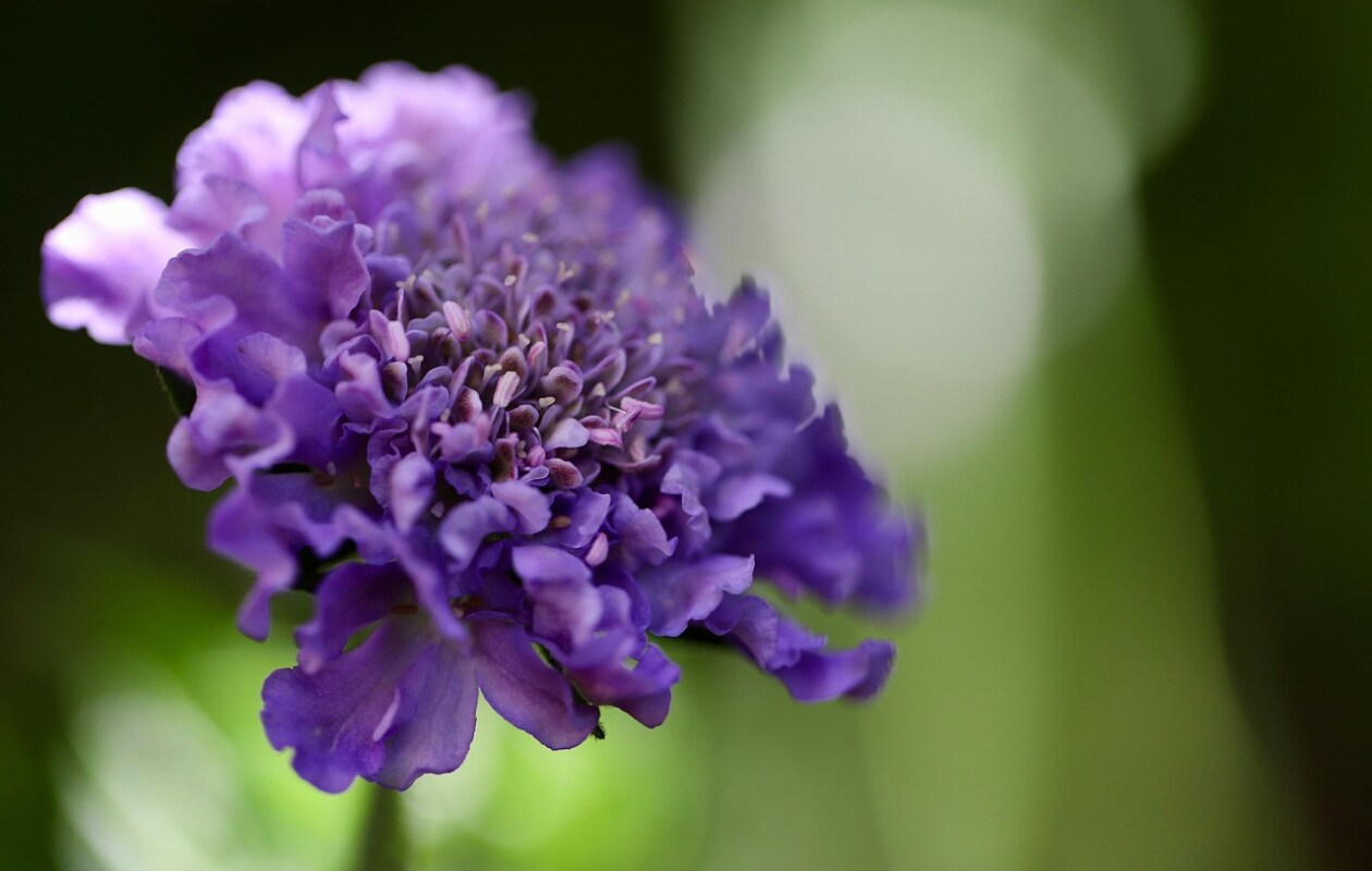 Duifkruid ook wel Scabiosa. Pixabay
