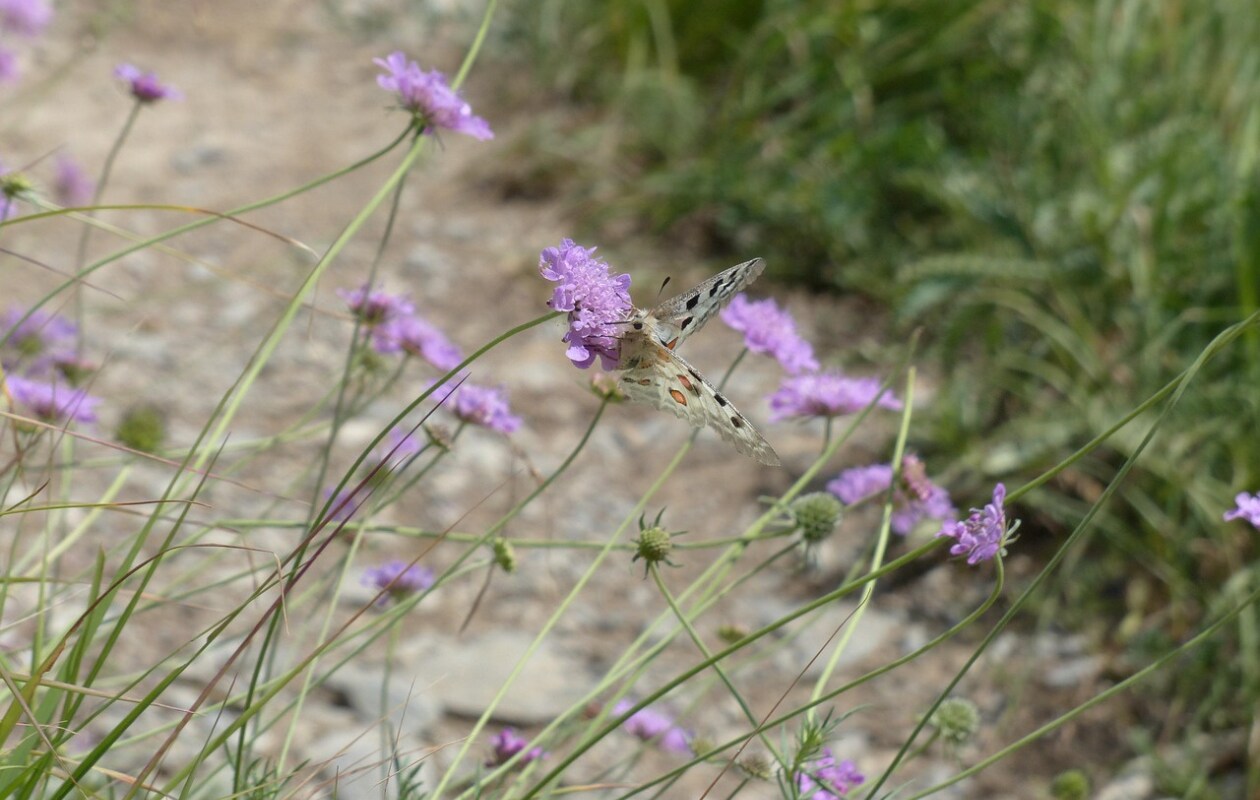 Duifkruid wordt ook wel Scabiosa genoemd. Pixabay