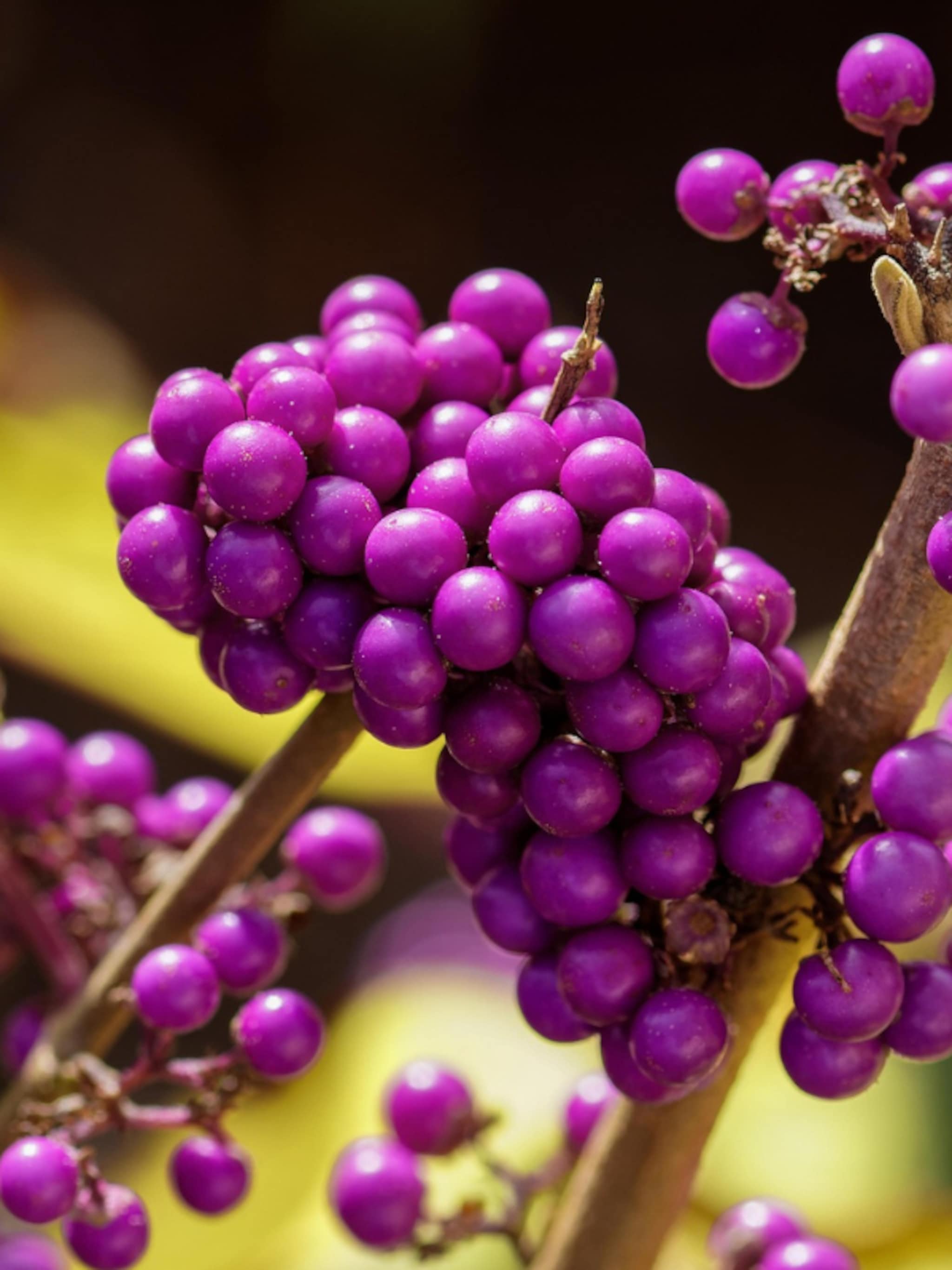 callicarpa profusion